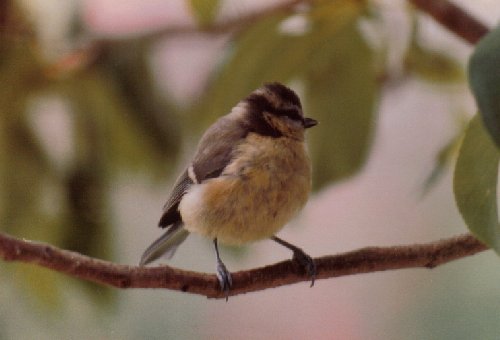 Juvenile blue tit